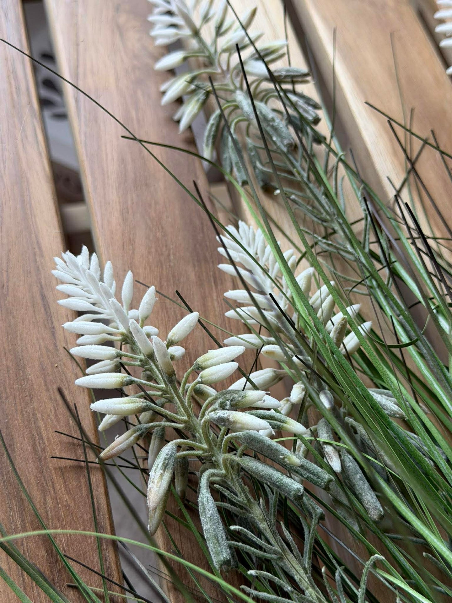 Weiße Lupine im Strauß für innen und außen - 70 cm
