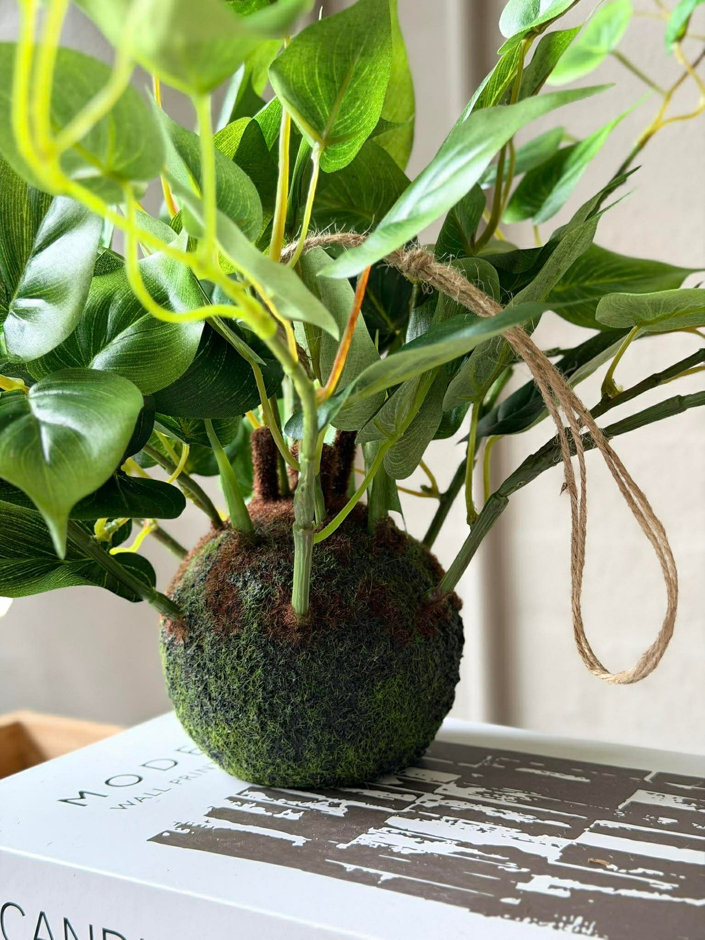 Hängepflanze Herz-Philodendron