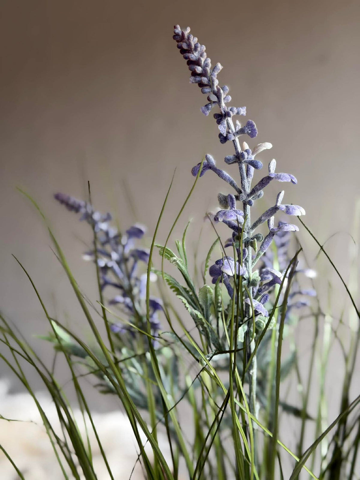 Lavendel im Strauß für drinnen und draußen - 70 cm
