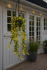 Hängeblume mit Solar