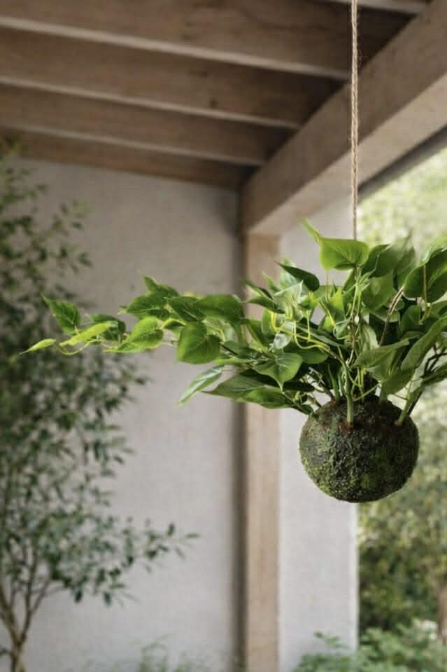 Hängepflanze Herz-Philodendron