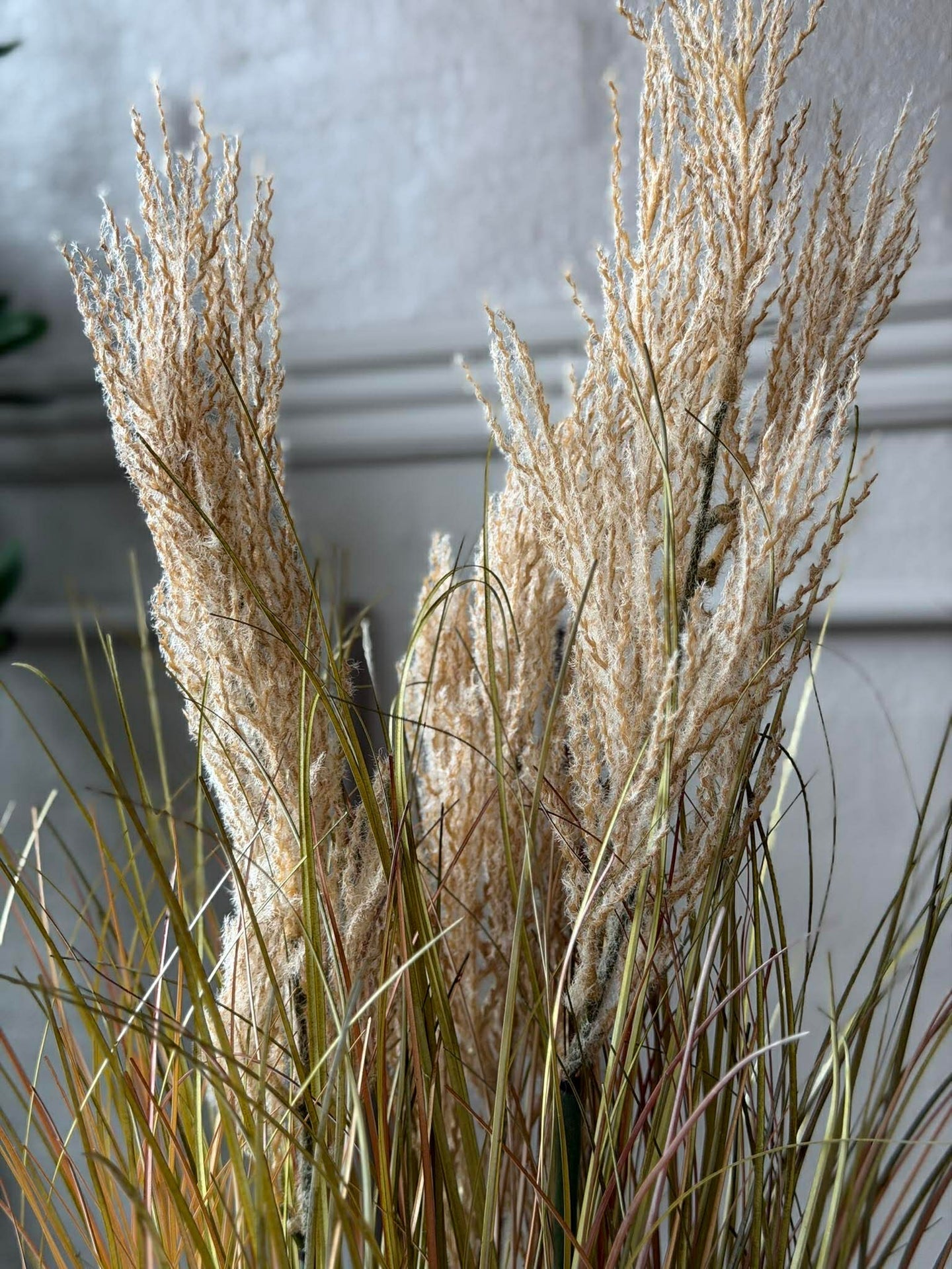 Pampas im Topf für innen und außen - 60 cm