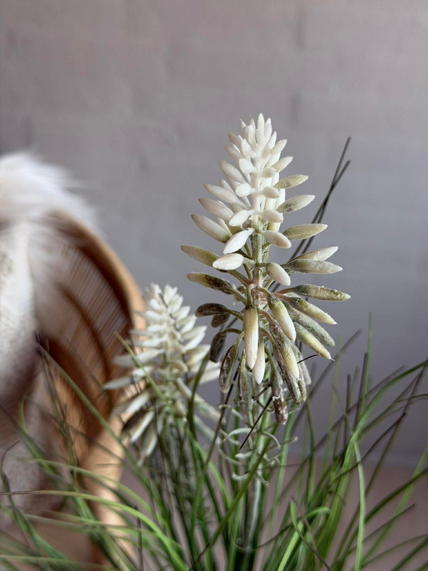 Weiße Lupine im Strauß für innen und außen - 70 cm