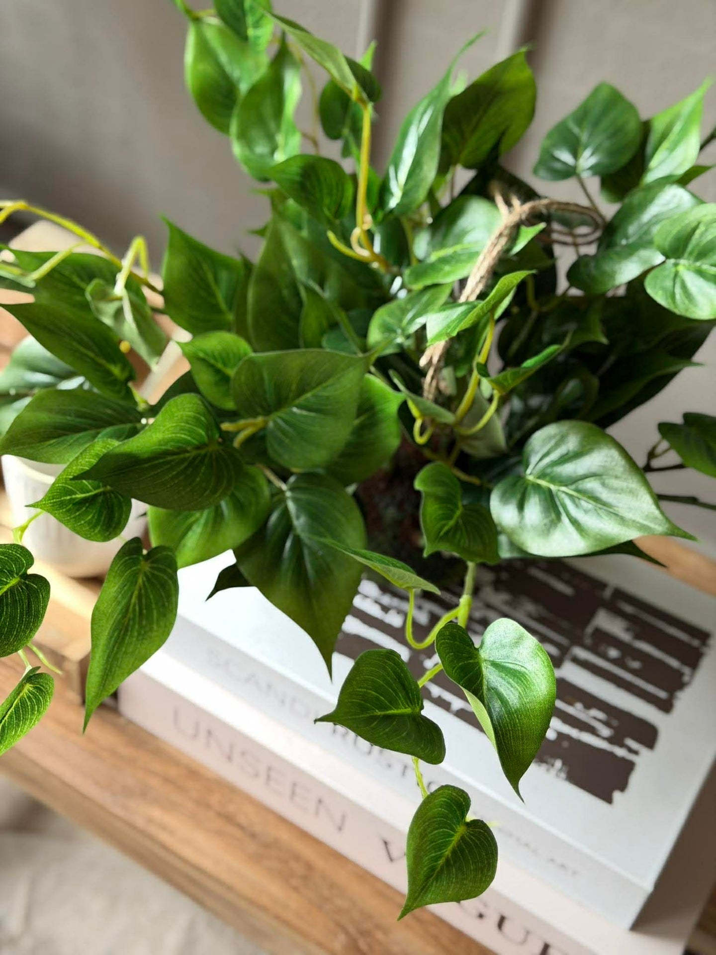 Hängepflanze Herz-Philodendron