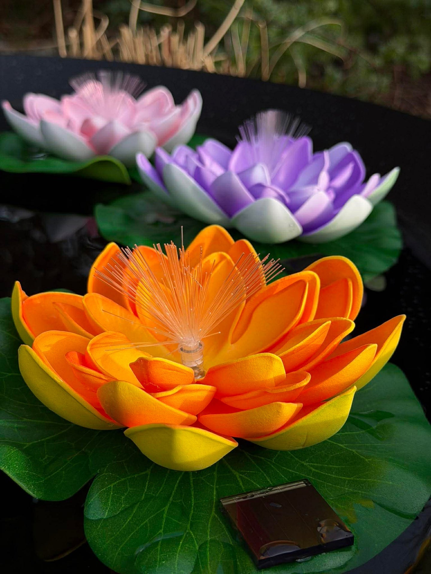 Lotus mit Solar - Verschiedene Farben