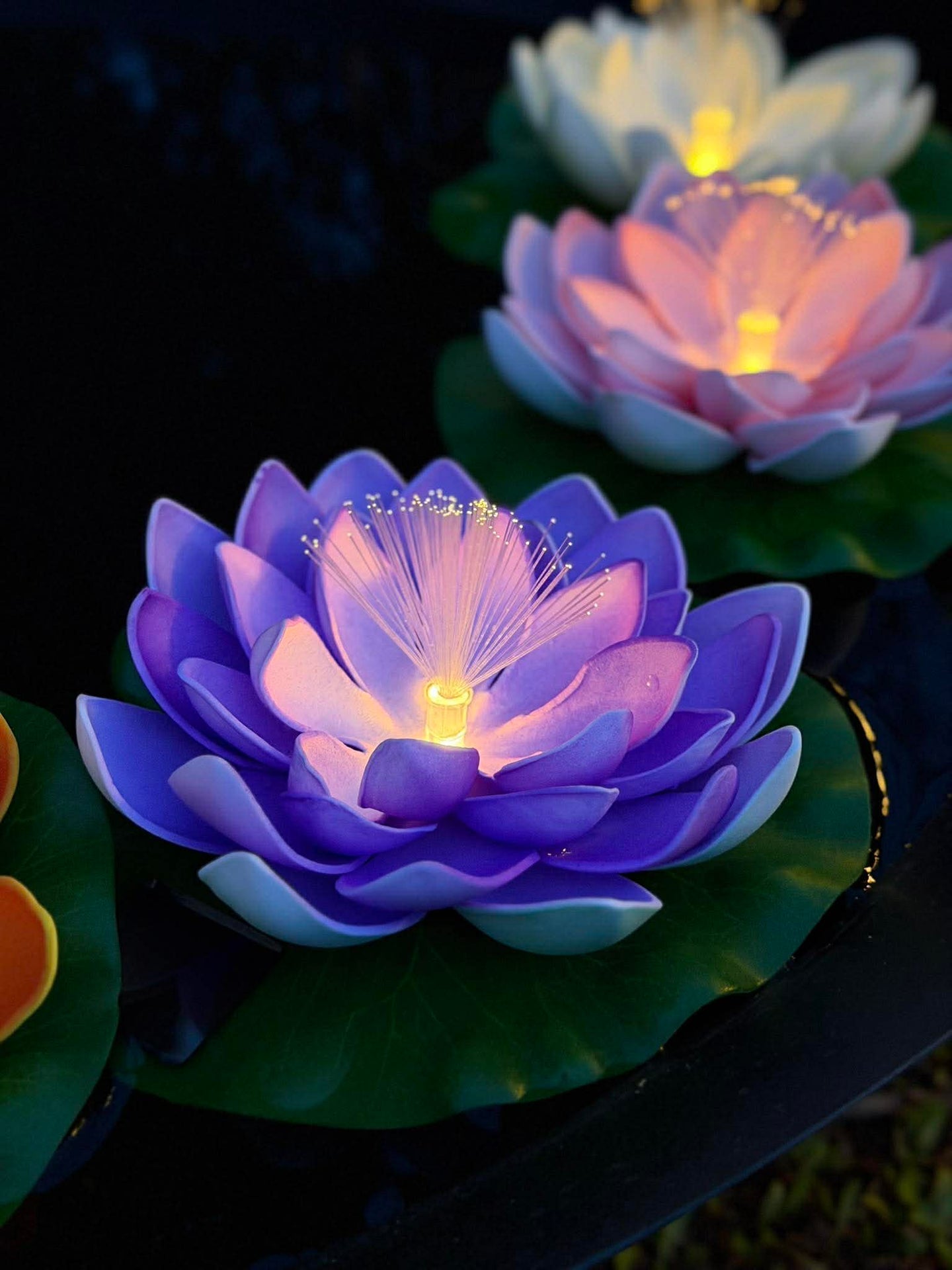 Lotus mit Solar - Verschiedene Farben