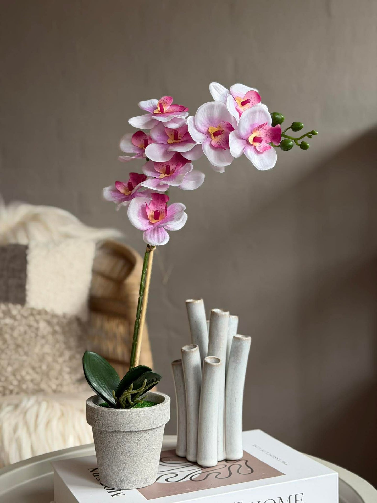 Orchidee im Topf - Mehrere Farben