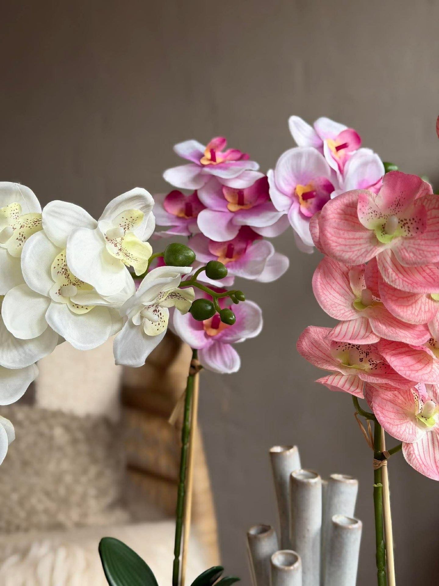 Orchidee im Topf - Mehrere Farben