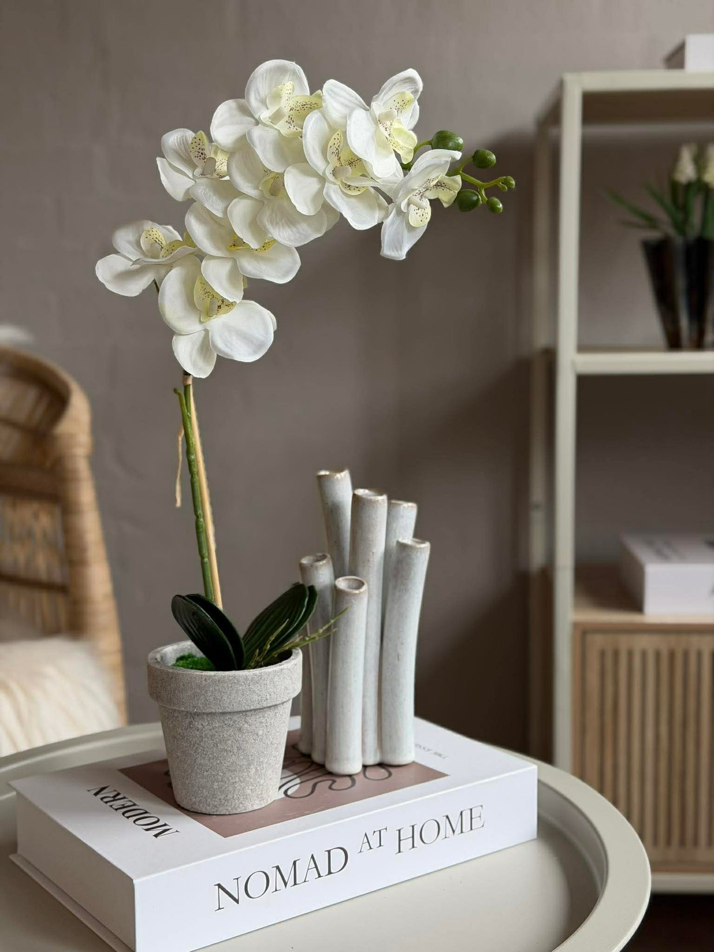 Orchidee im Topf - Mehrere Farben