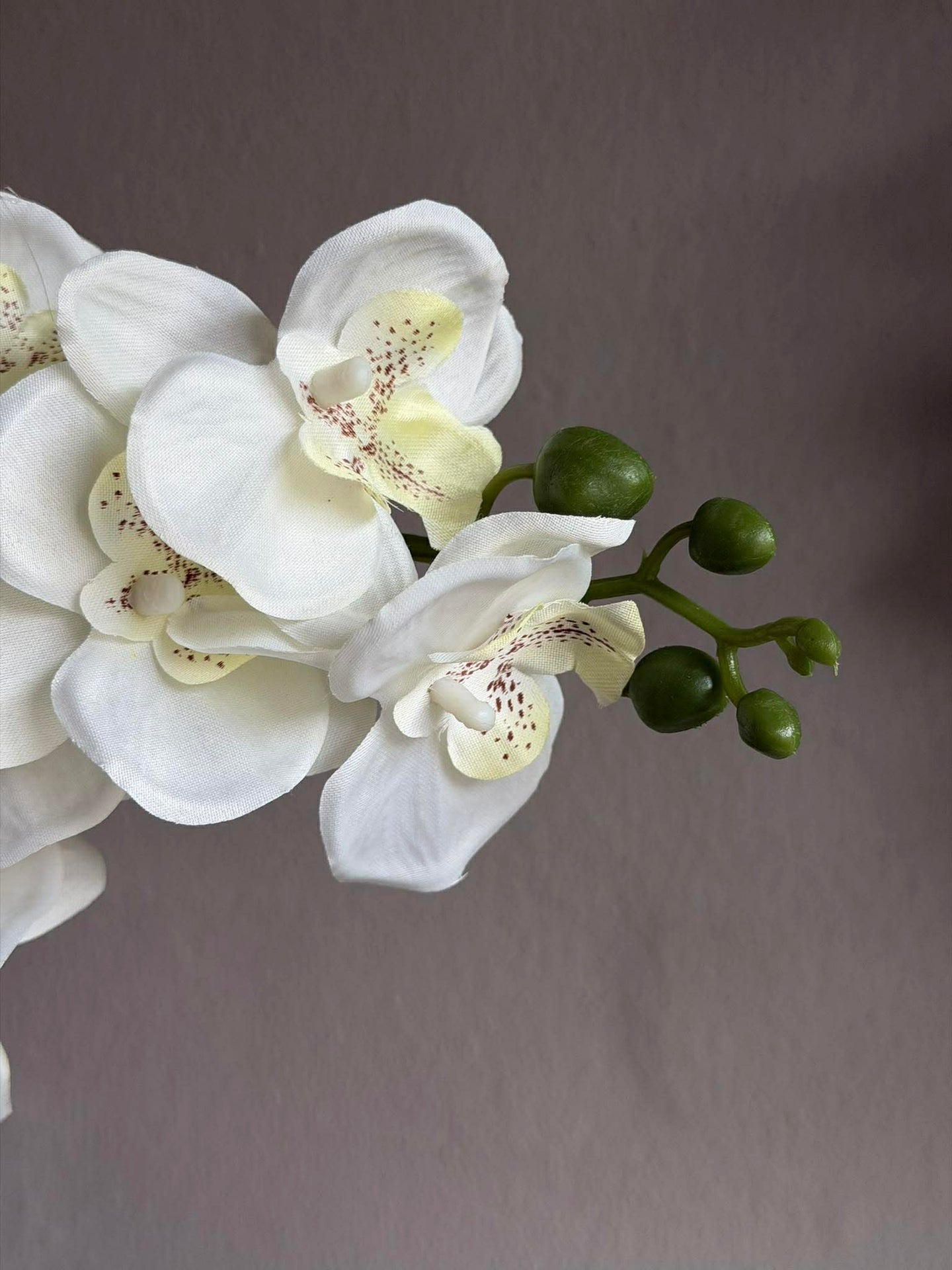 Orchidee im Topf - Mehrere Farben