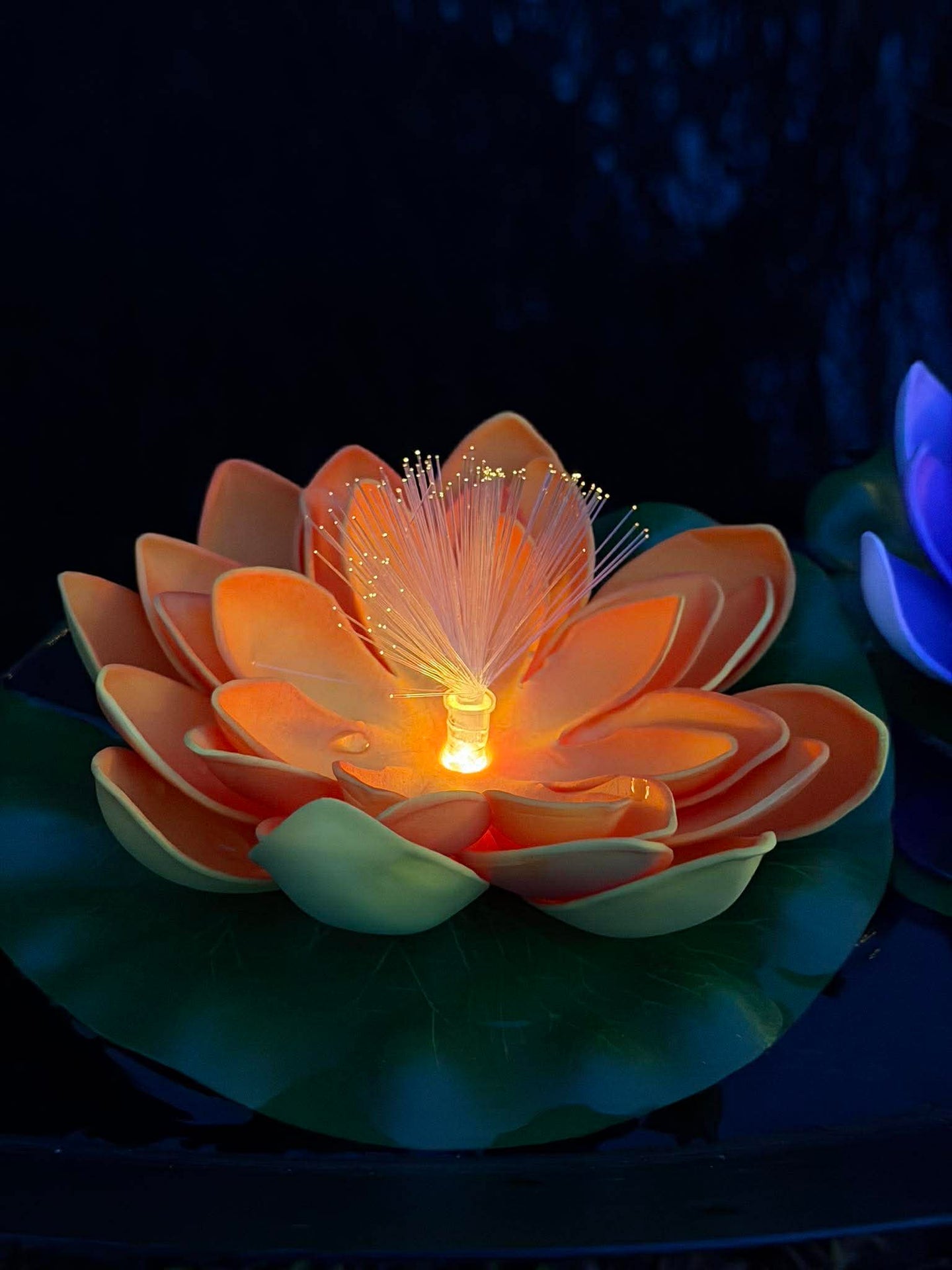Lotus mit Solar - Verschiedene Farben