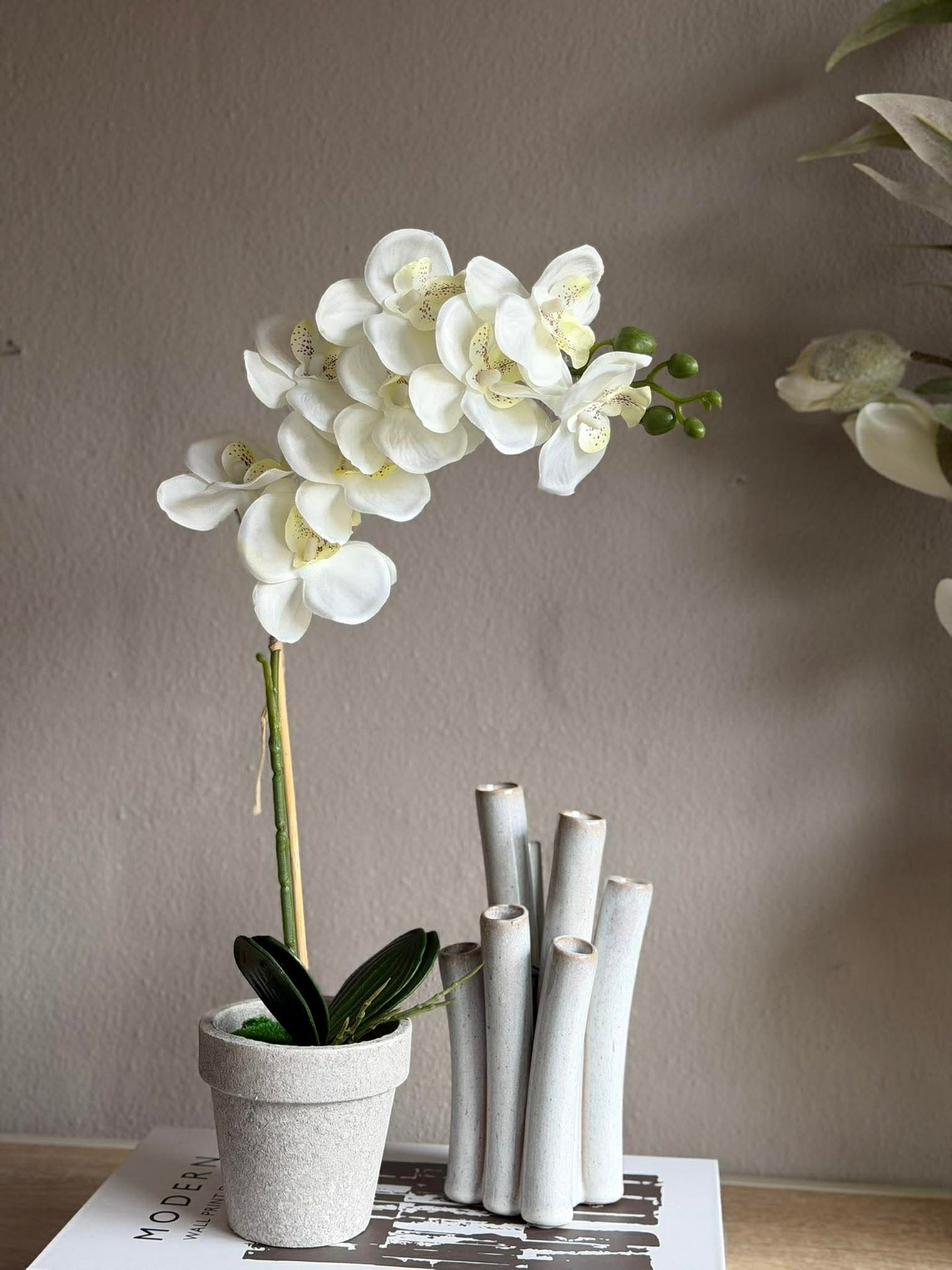 Orchidee im Topf - Mehrere Farben