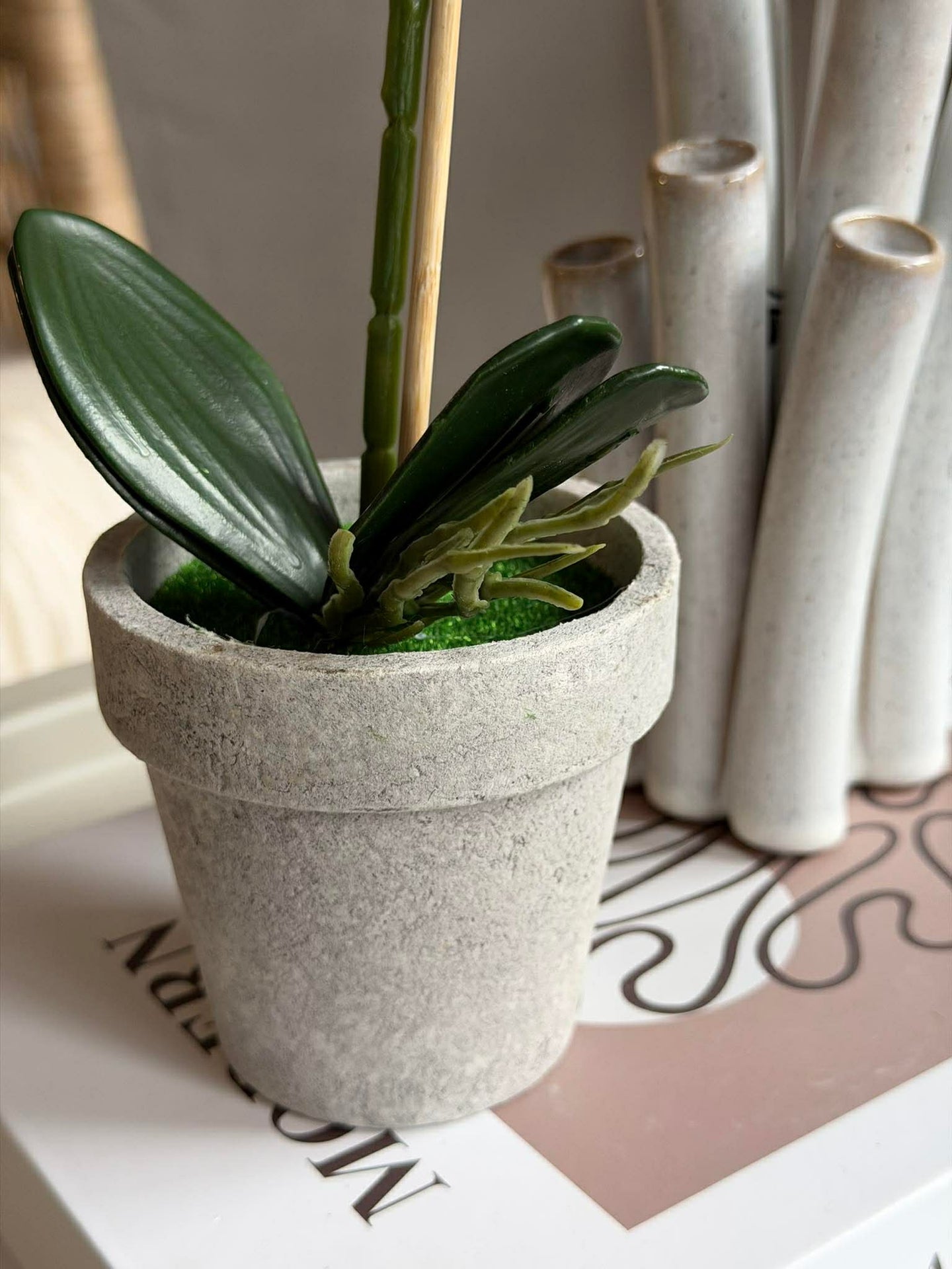Orchidee im Topf - Mehrere Farben