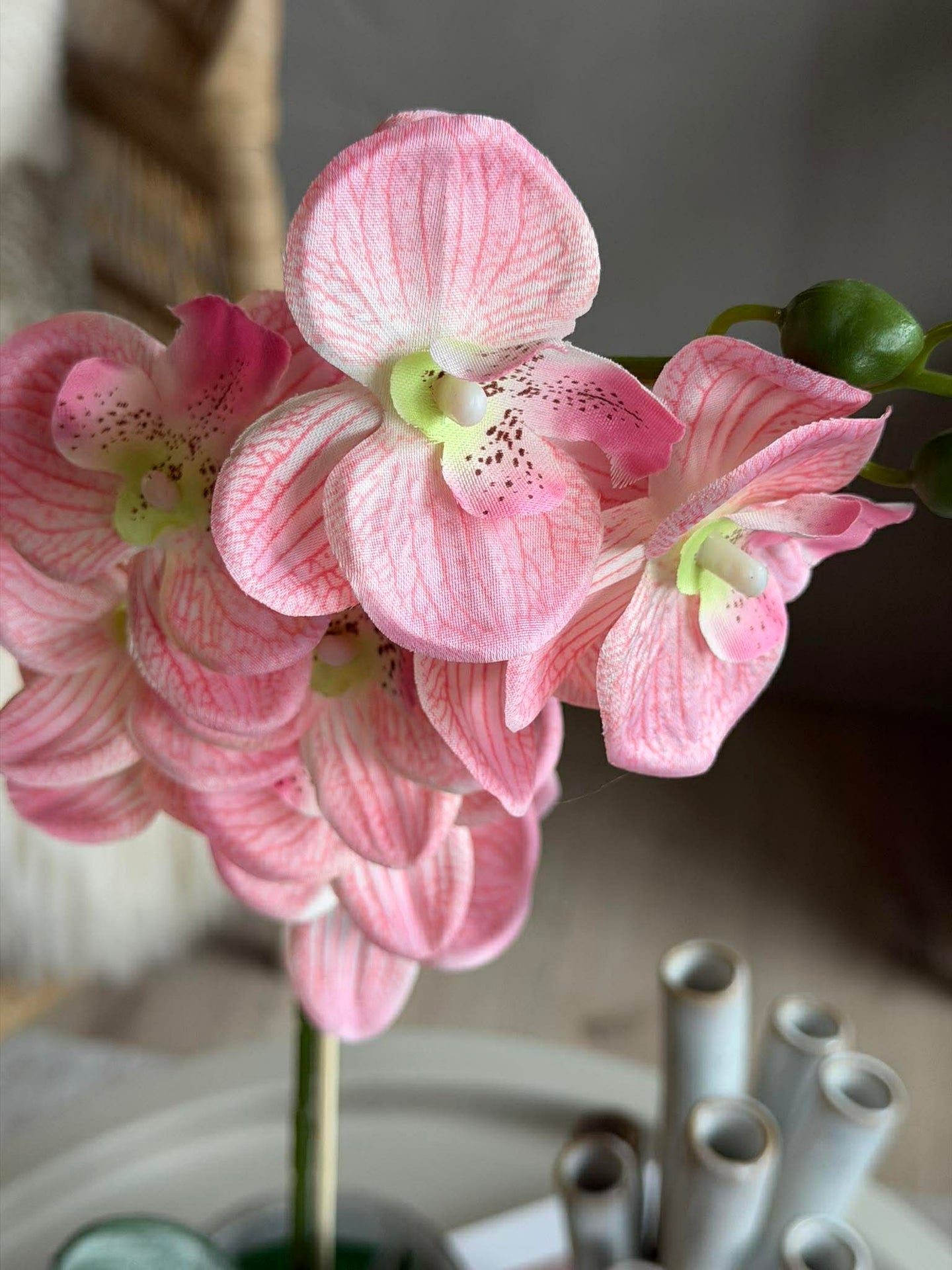 Orchidee im Topf - Mehrere Farben