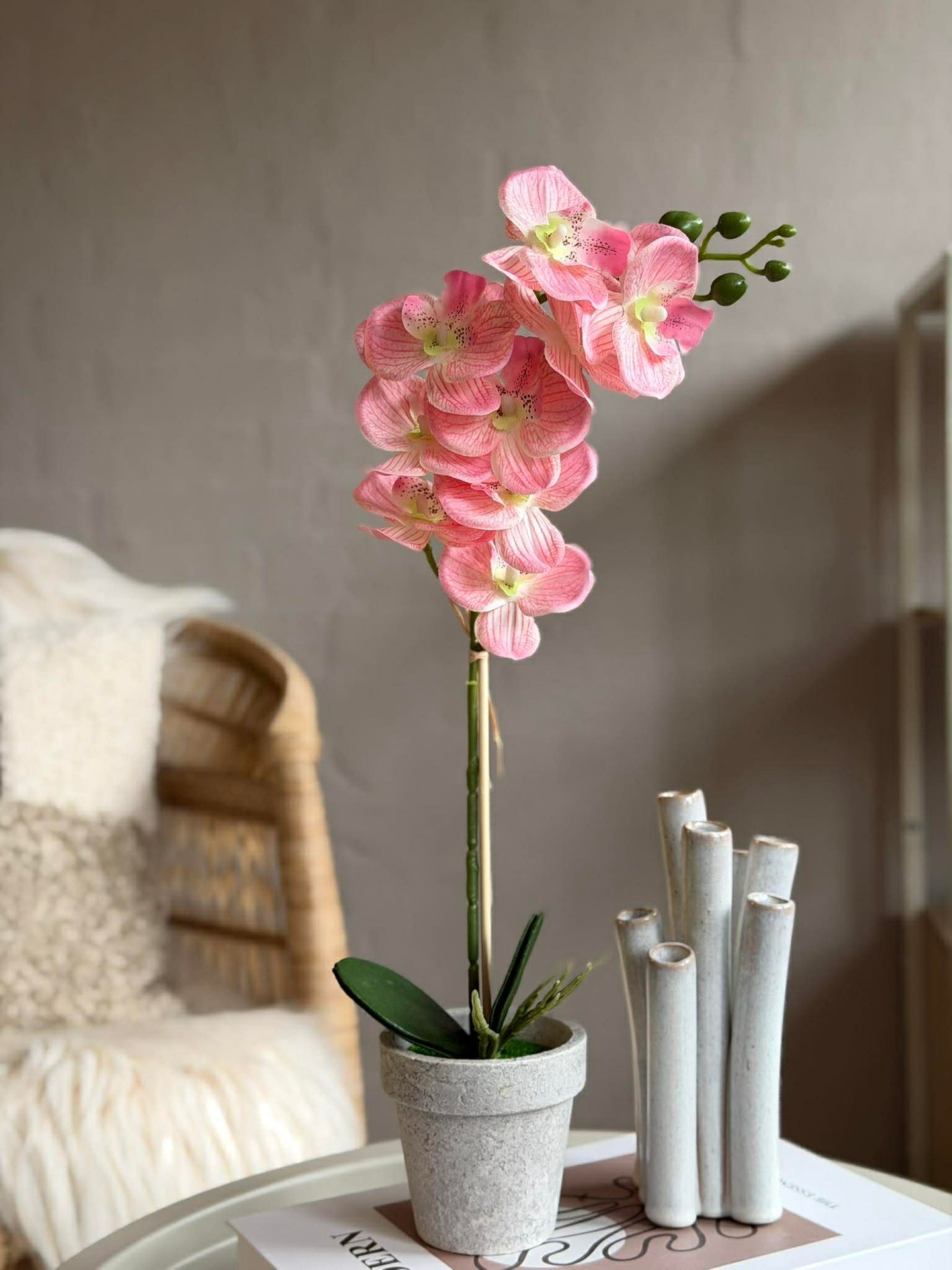 Orchidee im Topf - Mehrere Farben