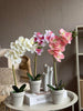 Orchidee im Topf - Mehrere Farben