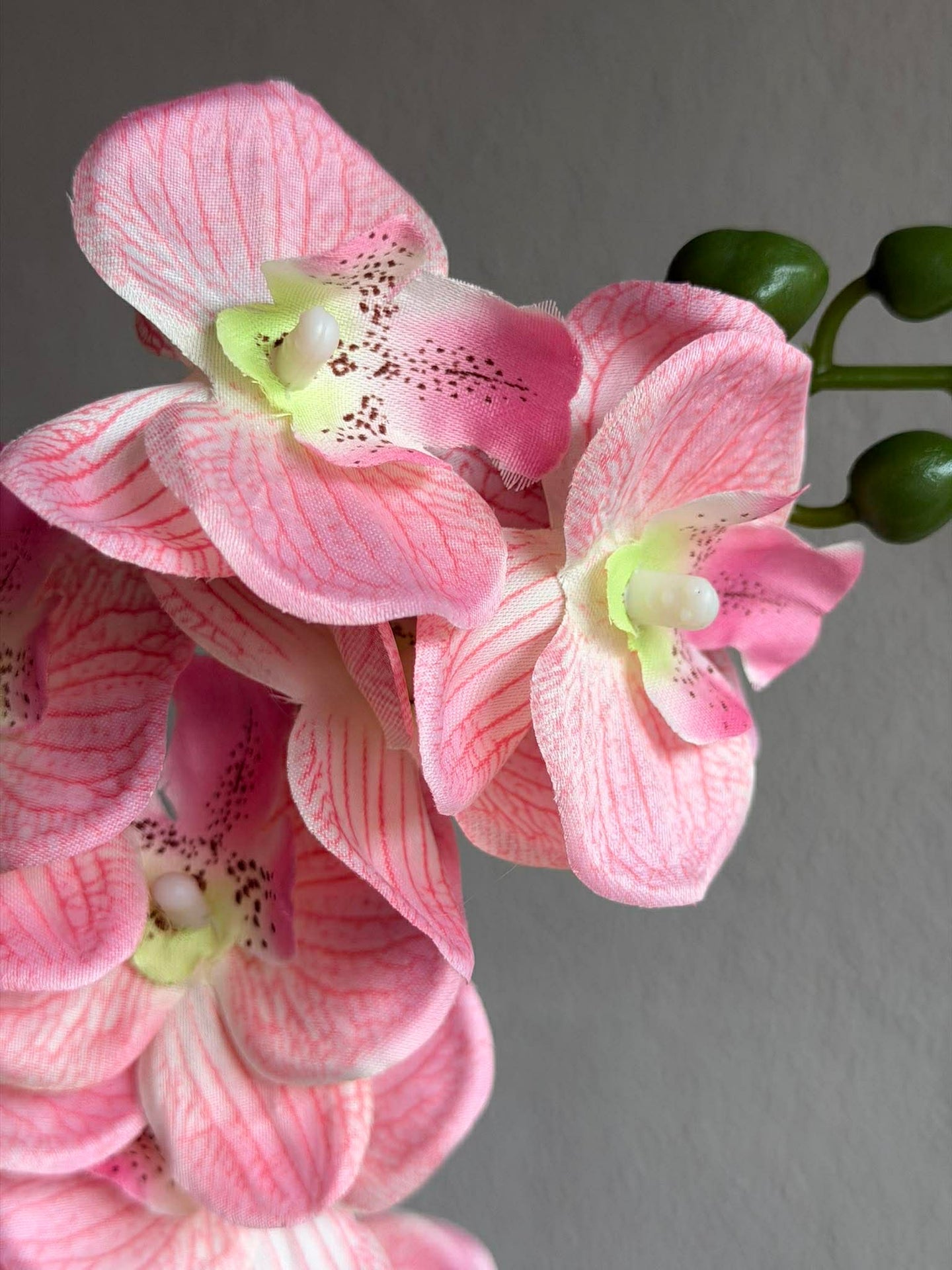 Orchidee im Topf - Mehrere Farben