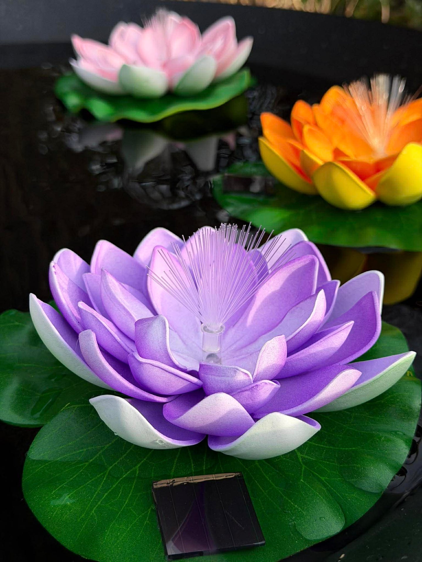 Lotus mit Solar - Verschiedene Farben