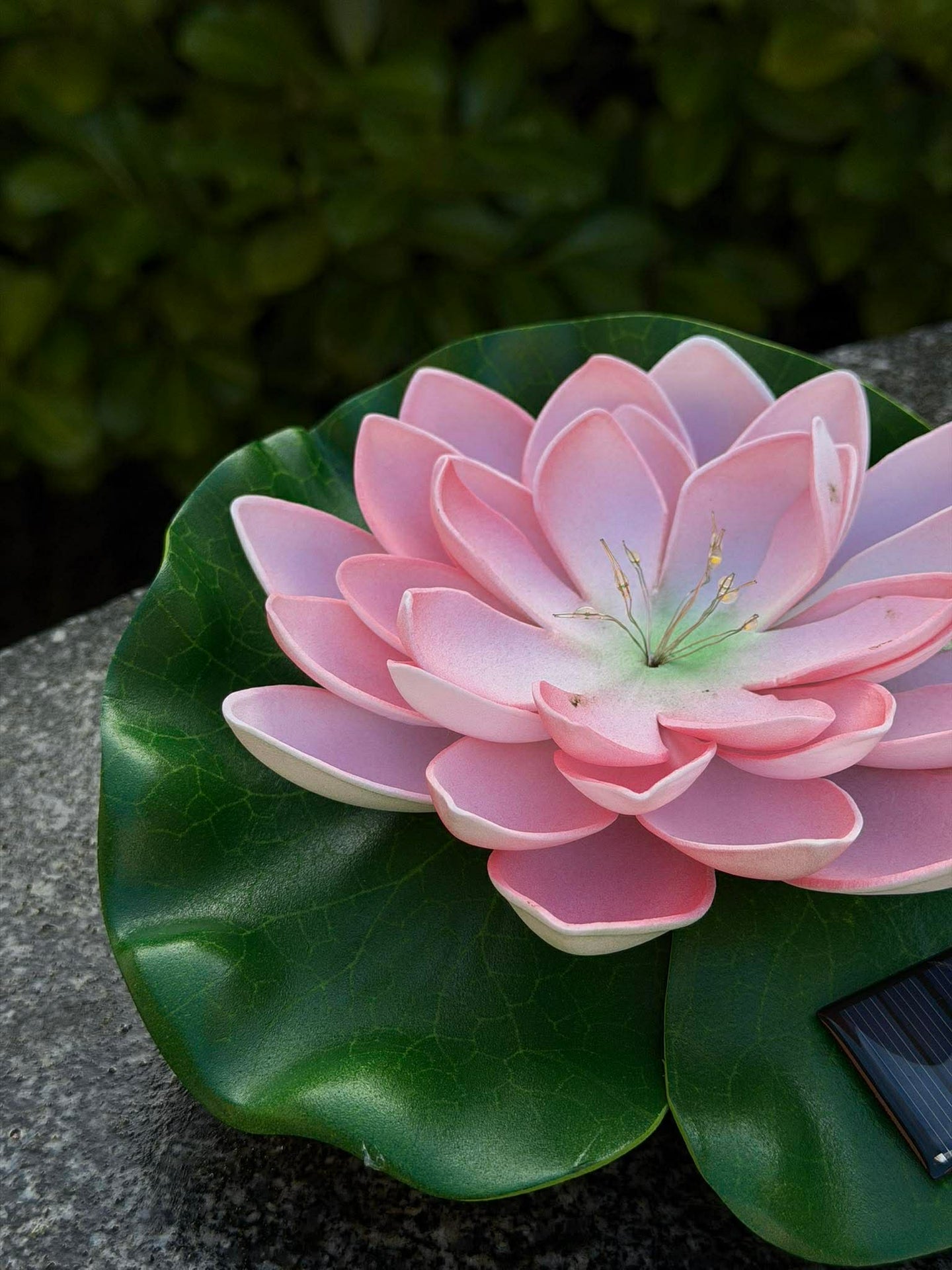 Solar LOTUS – Rosa