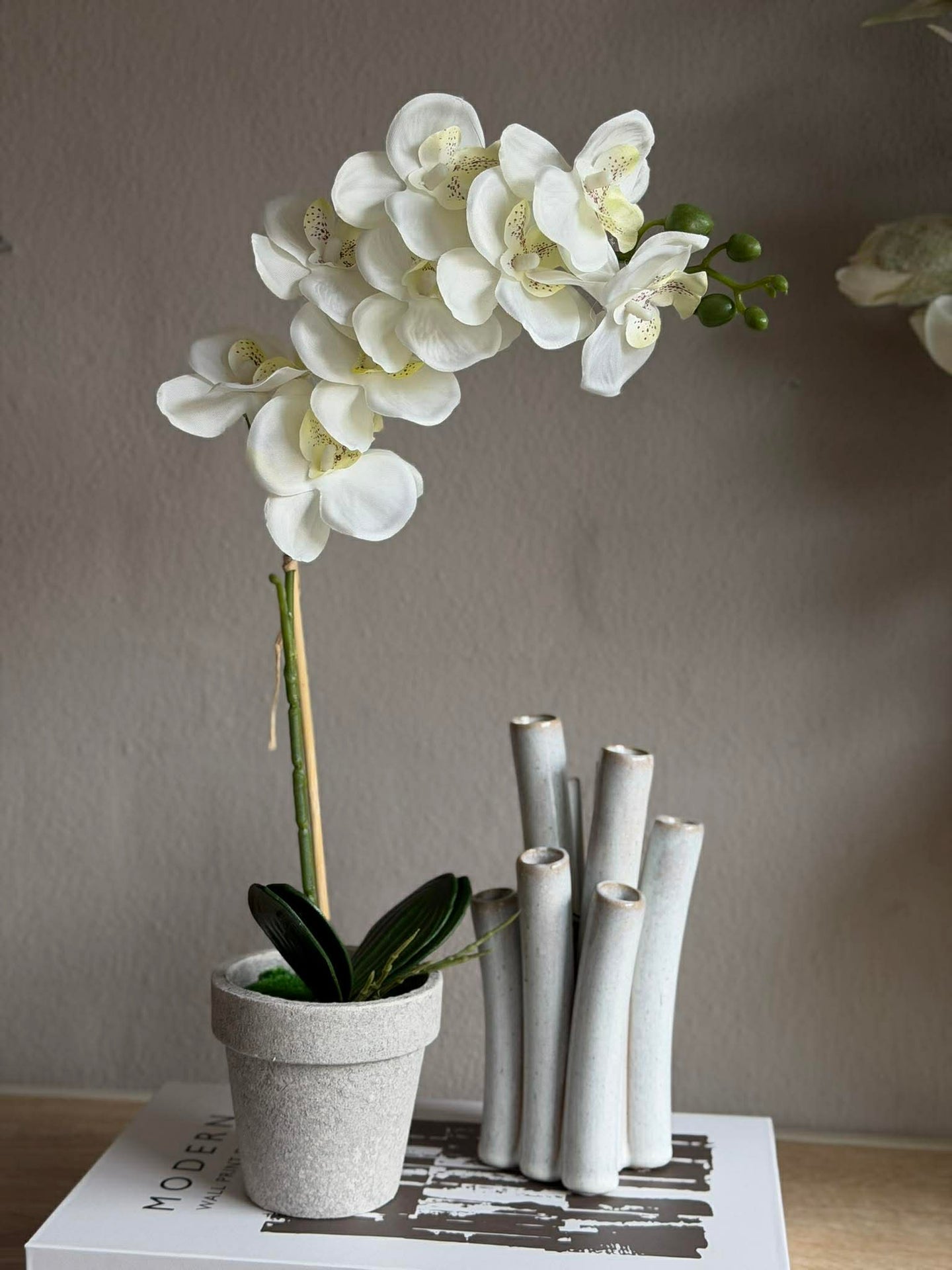 Orchidee im Topf - Mehrere Farben