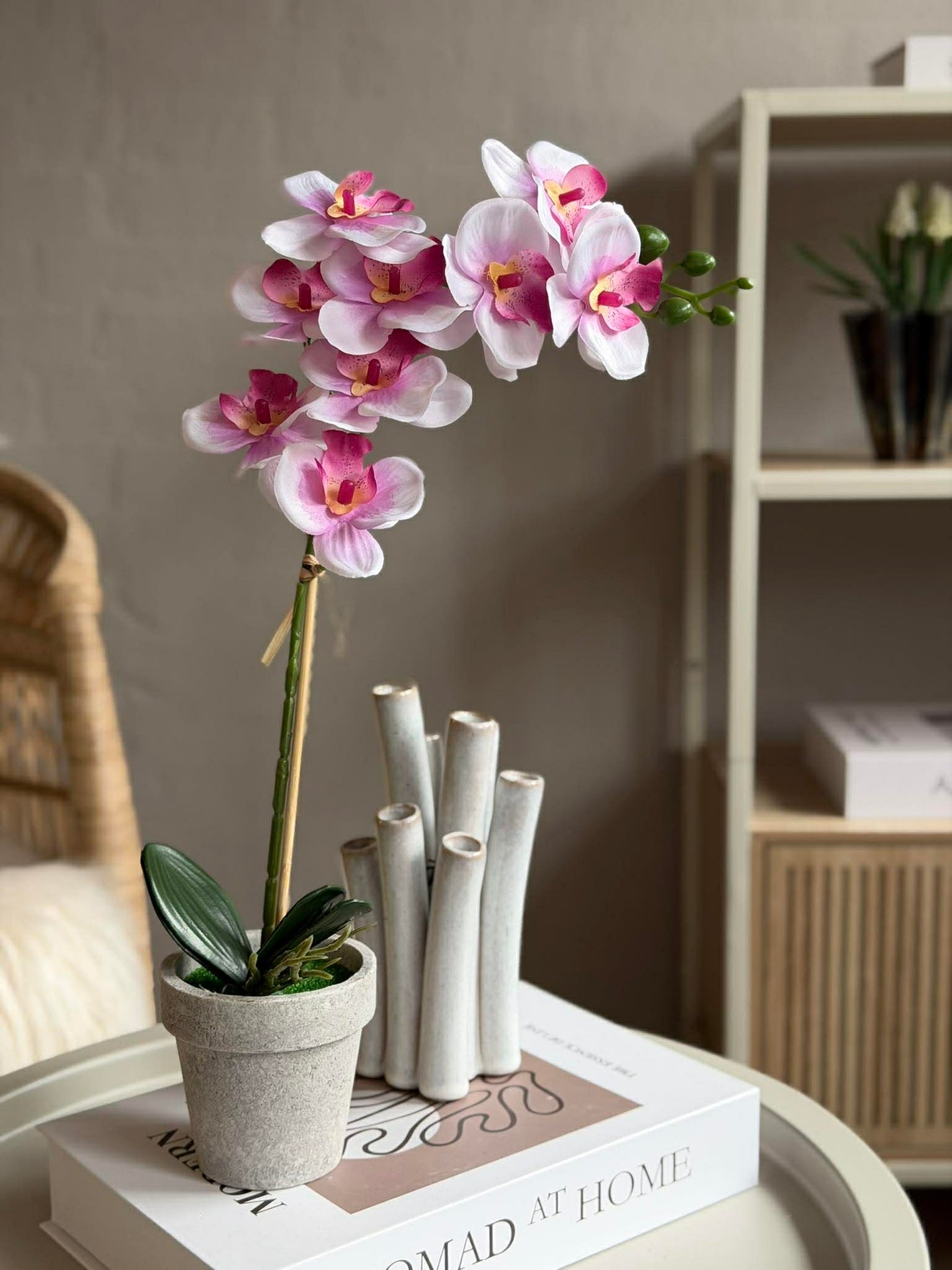 Orchidee im Topf - Mehrere Farben