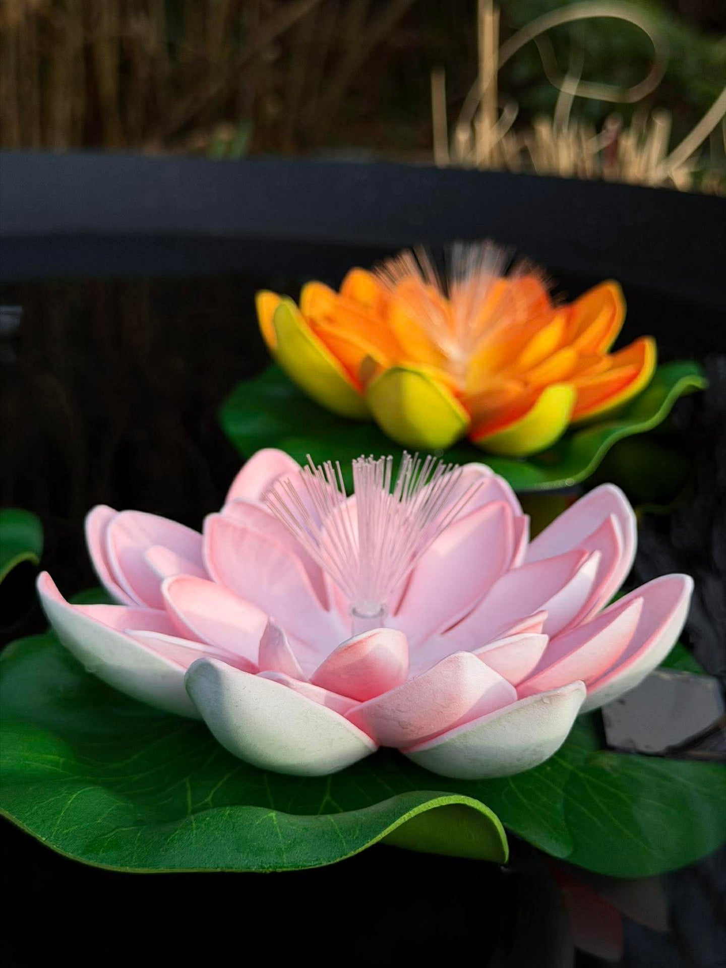 Lotus mit Solar - Verschiedene Farben