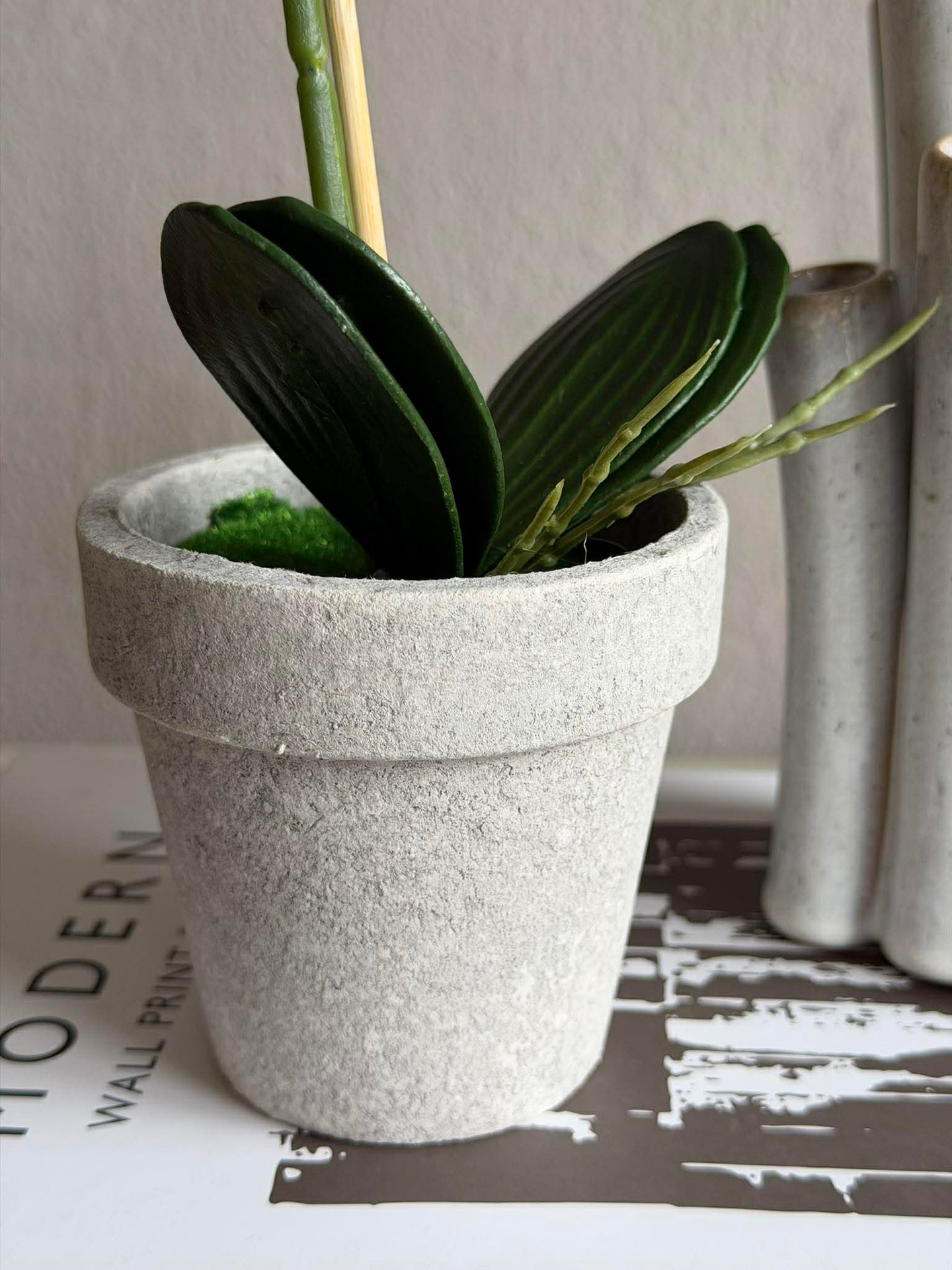 Orchidee im Topf - Mehrere Farben