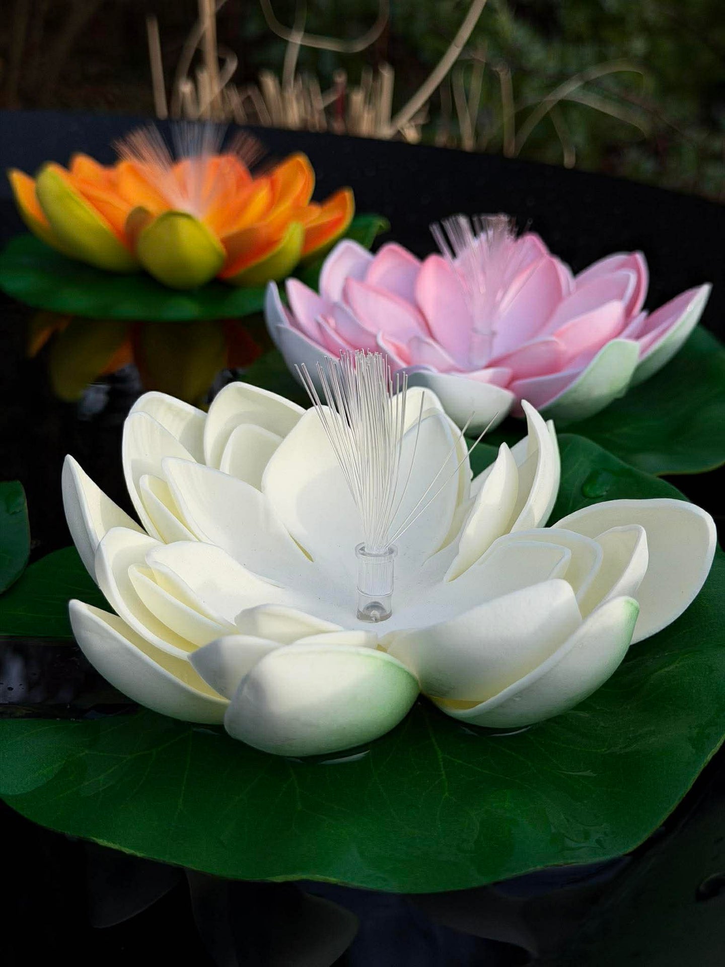 Lotus mit Solar - Verschiedene Farben