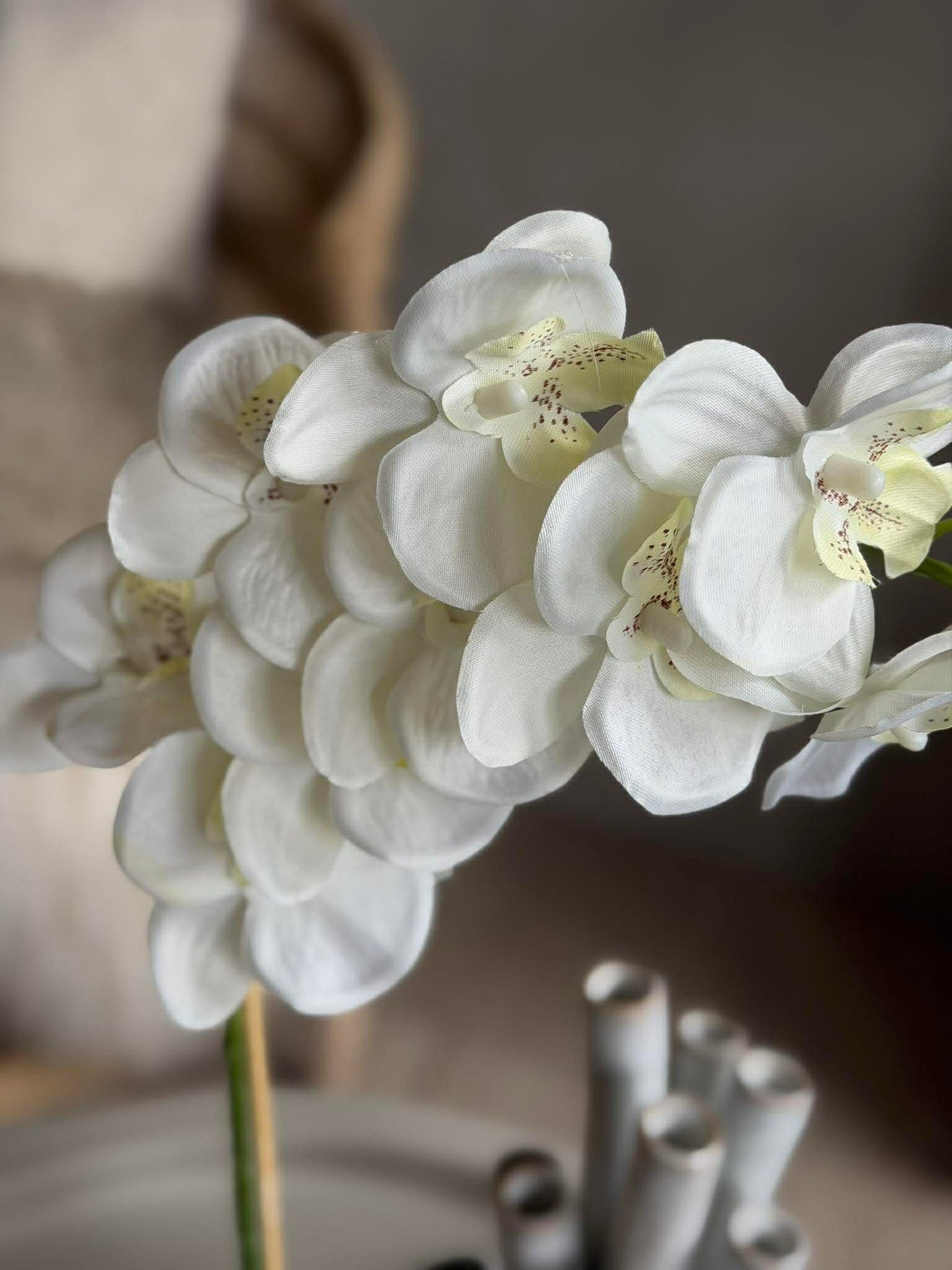 Orchidee im Topf - Mehrere Farben