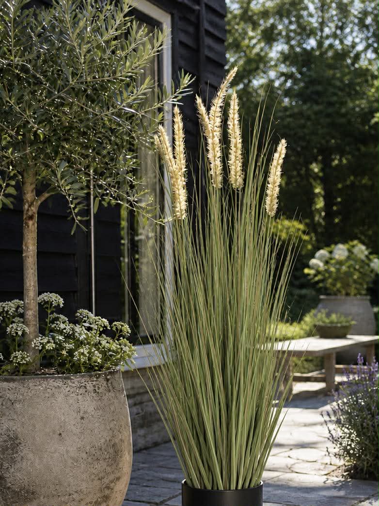 Pampas im Topf - 91 cm