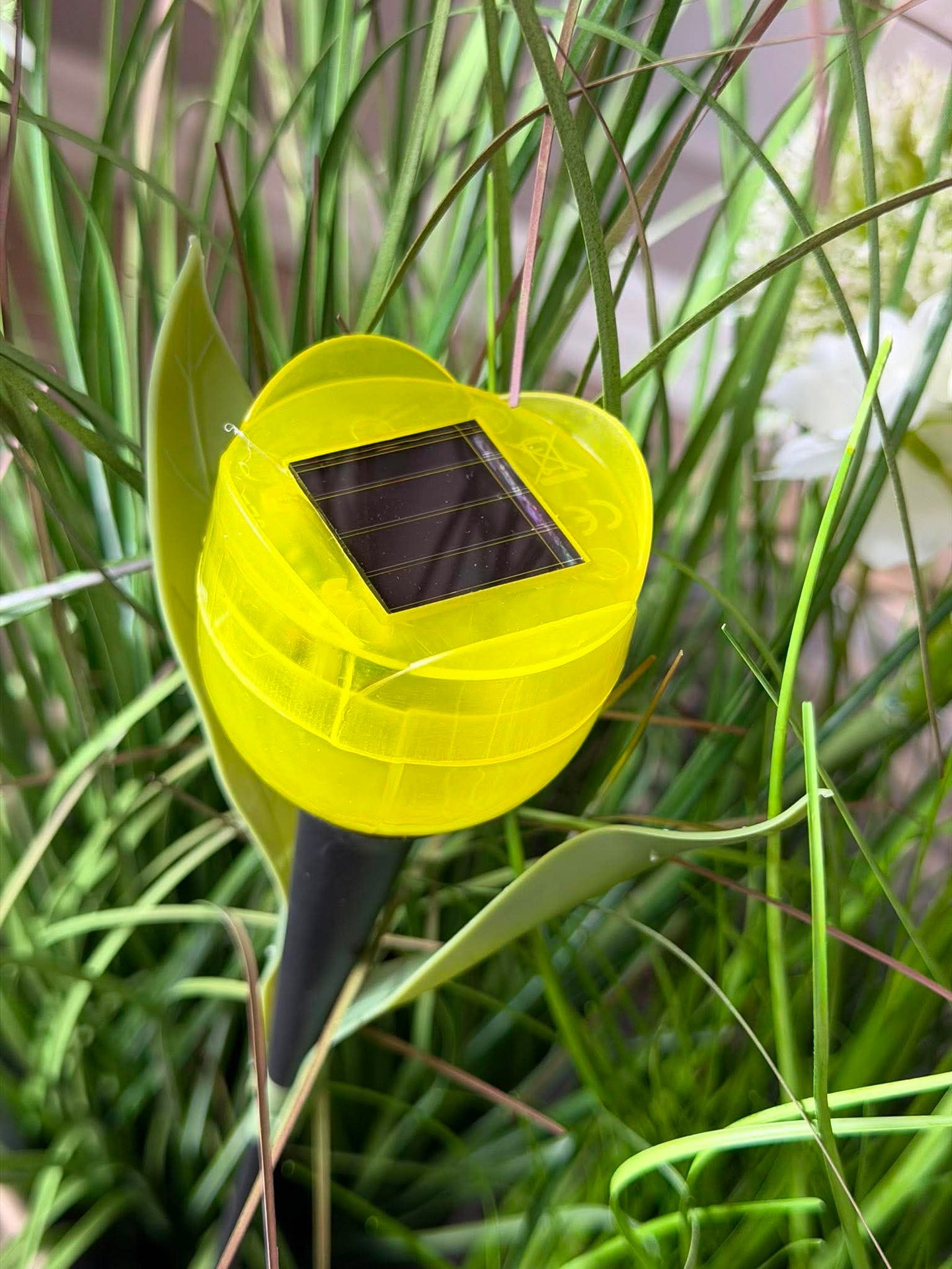 Tulipan Solar - Mehrere Farben