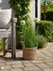 Gras und Alliumblumen im Topf