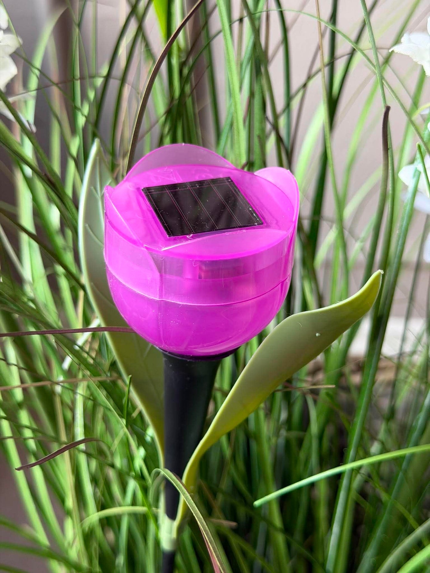 Tulipan Solar - Mehrere Farben
