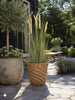 Pampas im Topf - 91 cm