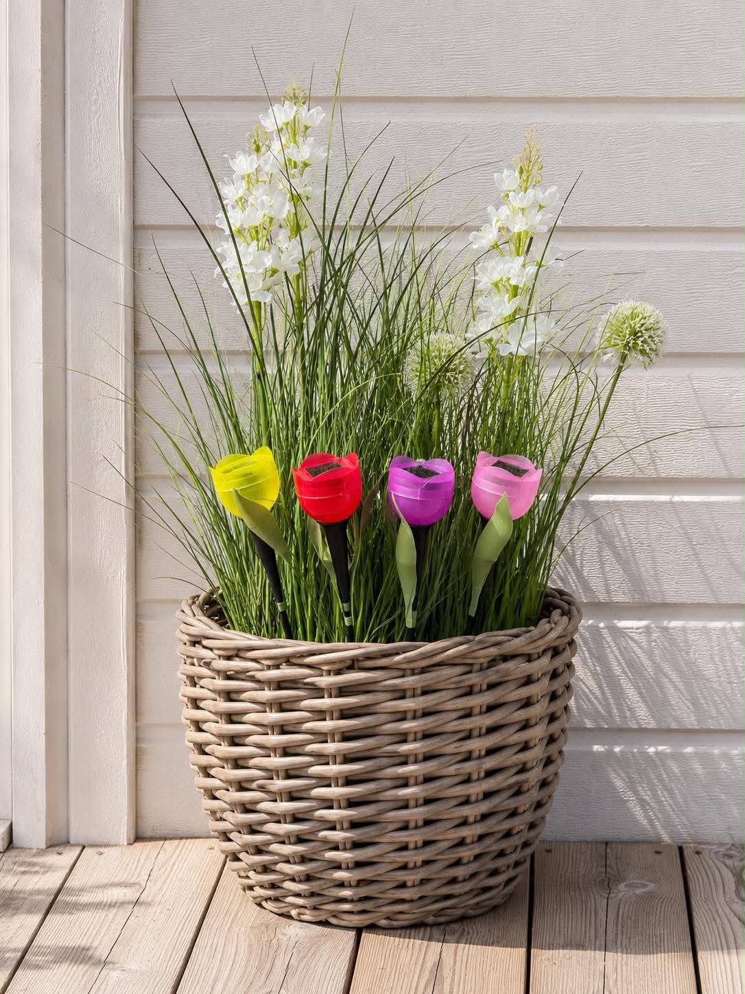 Tulipan Solar - Mehrere Farben