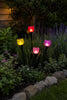 Tulipan Solar - Mehrere Farben