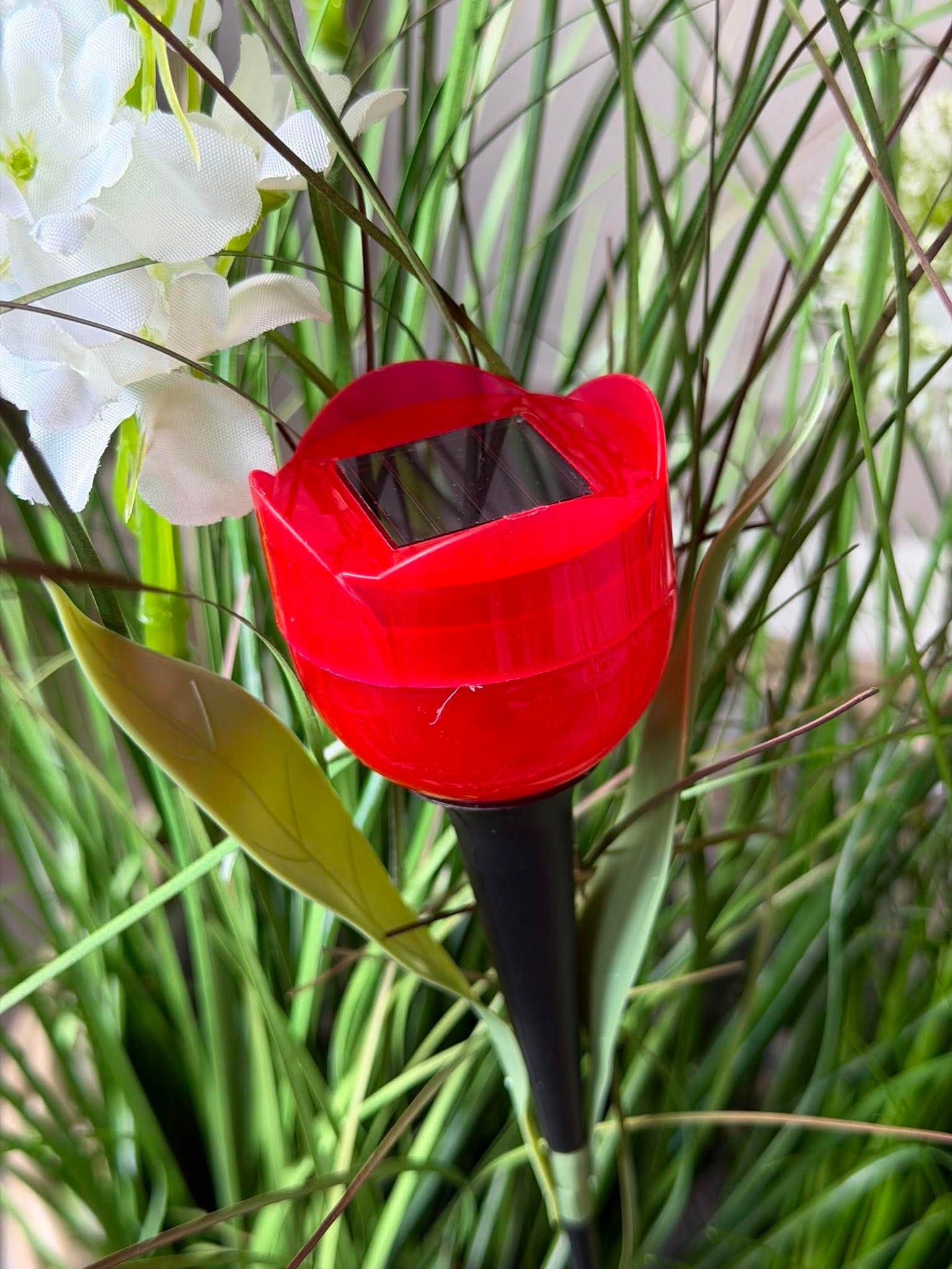 Tulipan Solar - Mehrere Farben