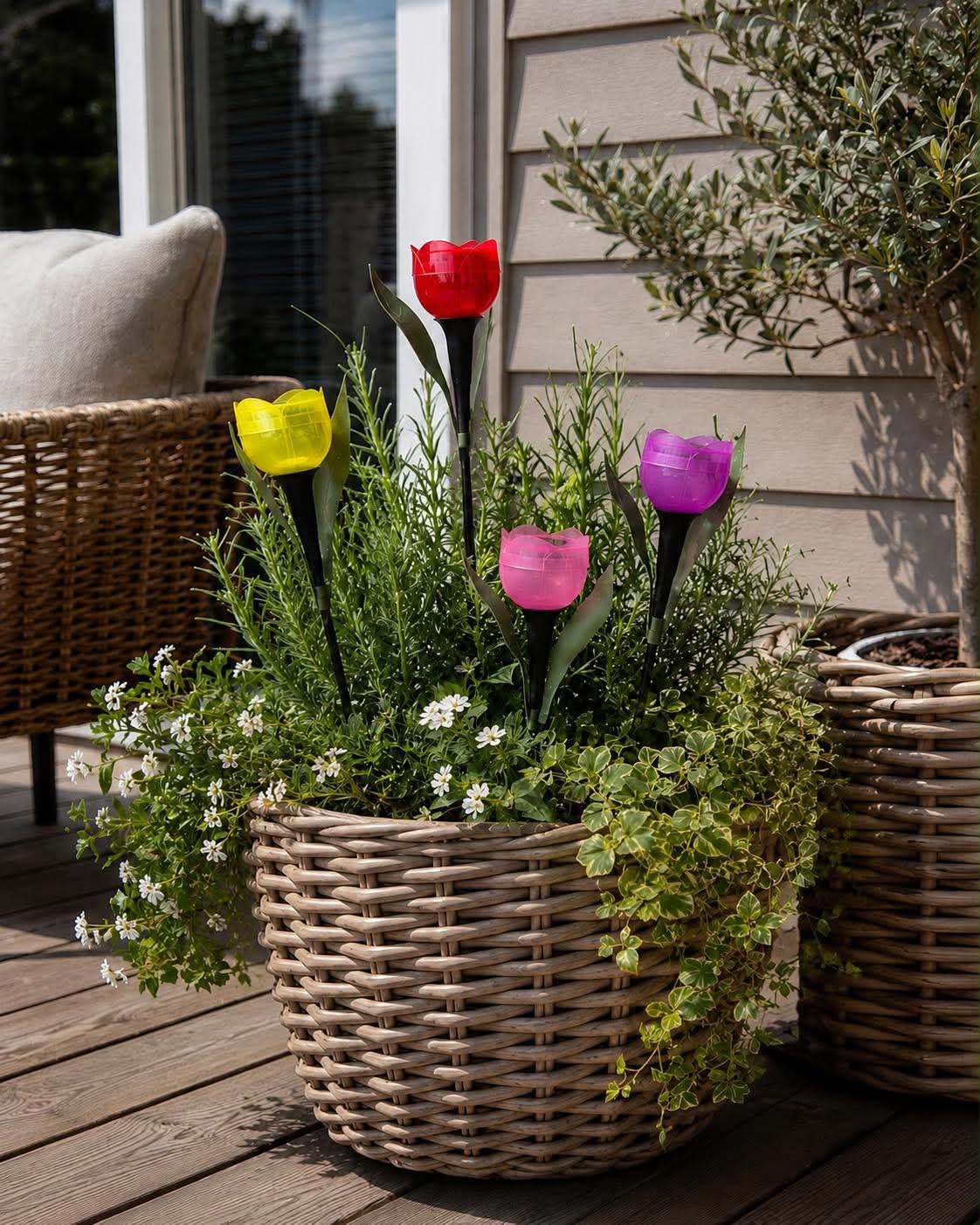 Tulipan Solar - Mehrere Farben