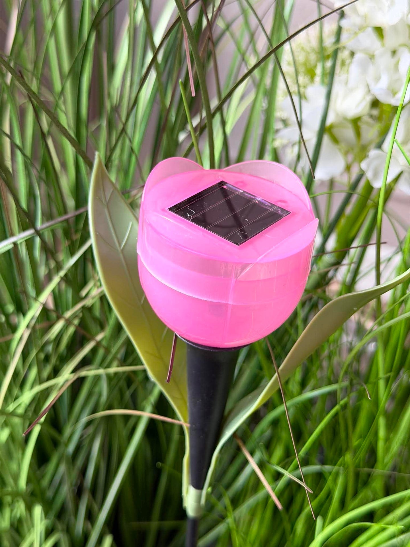 Tulipan Solar - Mehrere Farben