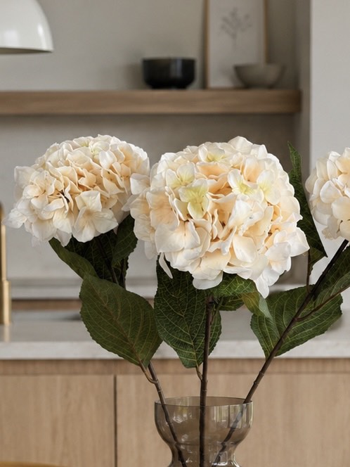 Hortensie Creme - 70 cm