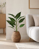 Pflanze Alocasia H:80 cm Bunt