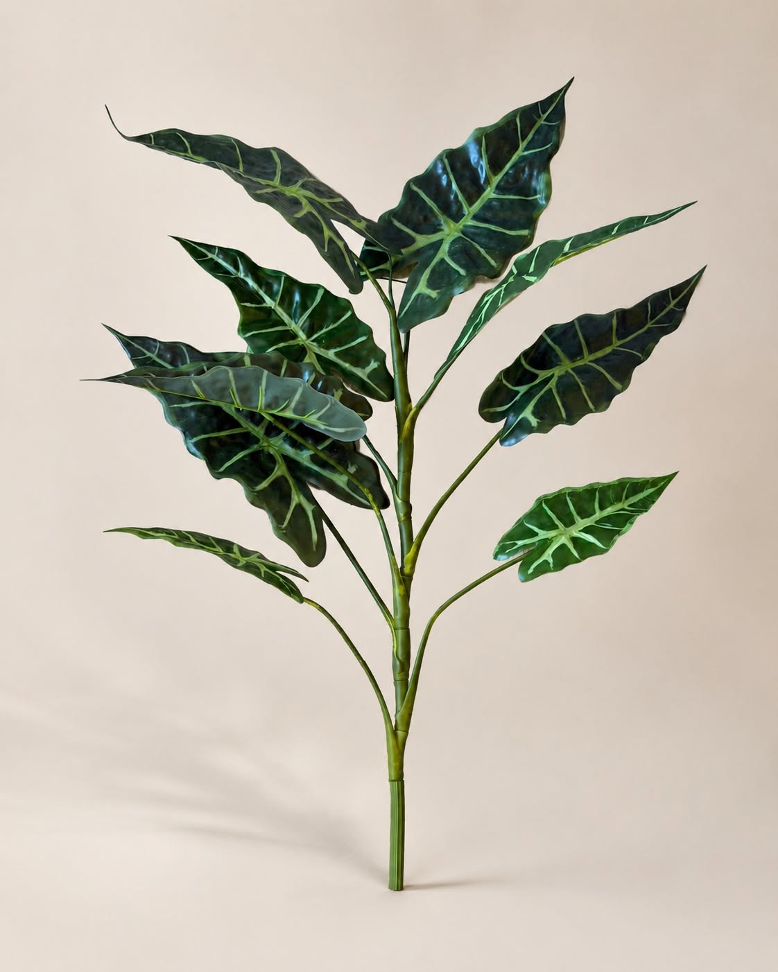 Pflanze Alocasia H:80 cm Bunt