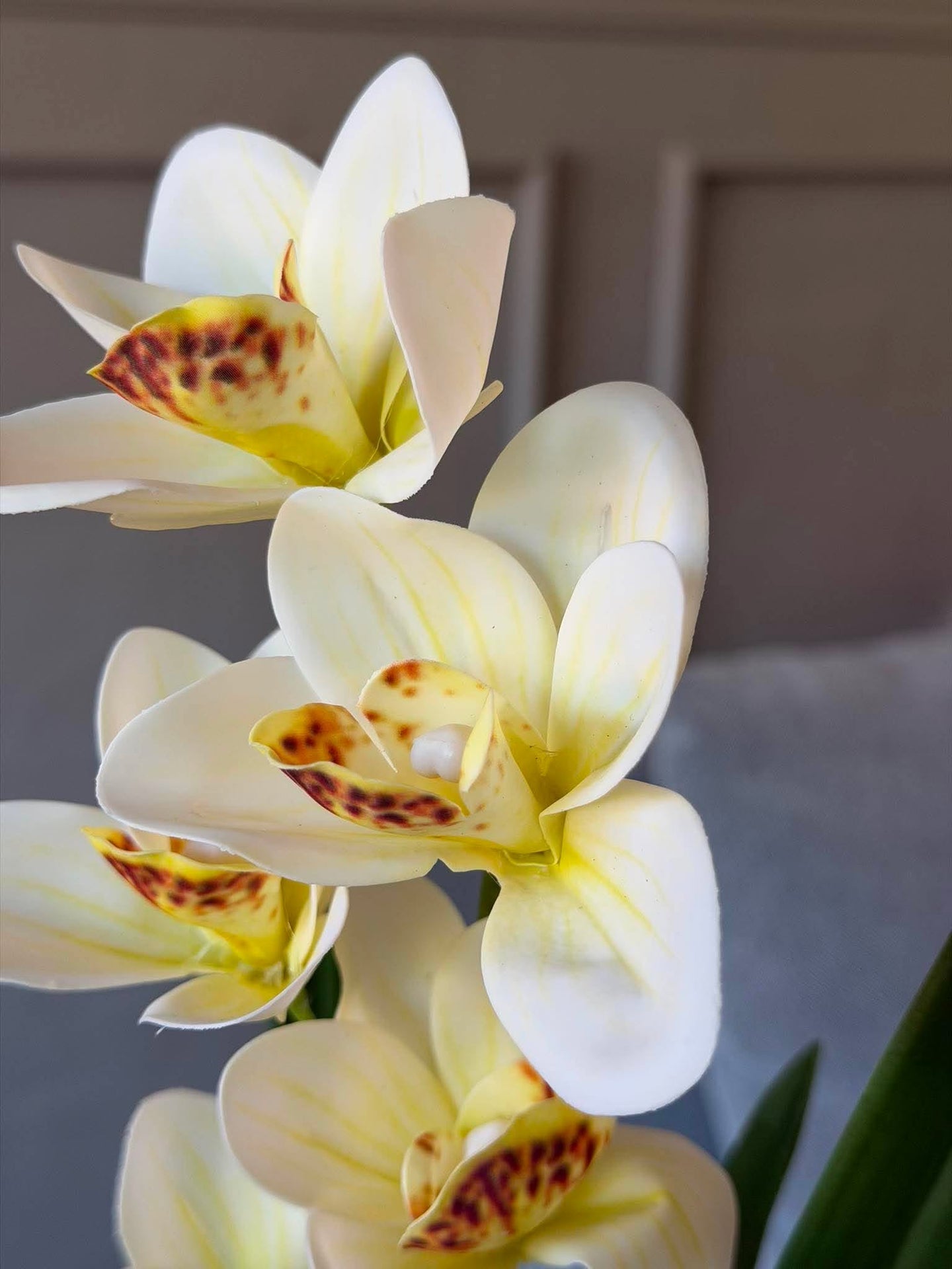 Orchideenstiel - Weiß / Gelb