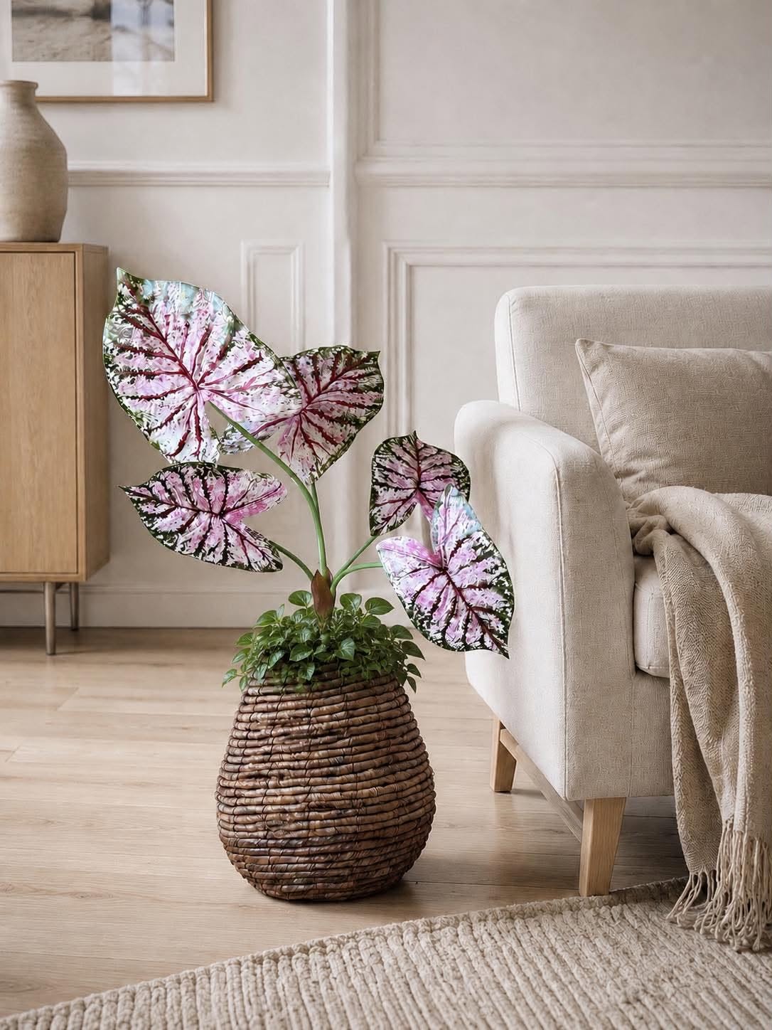 Pflanze Caladium H:67 cm Rosa/Grün