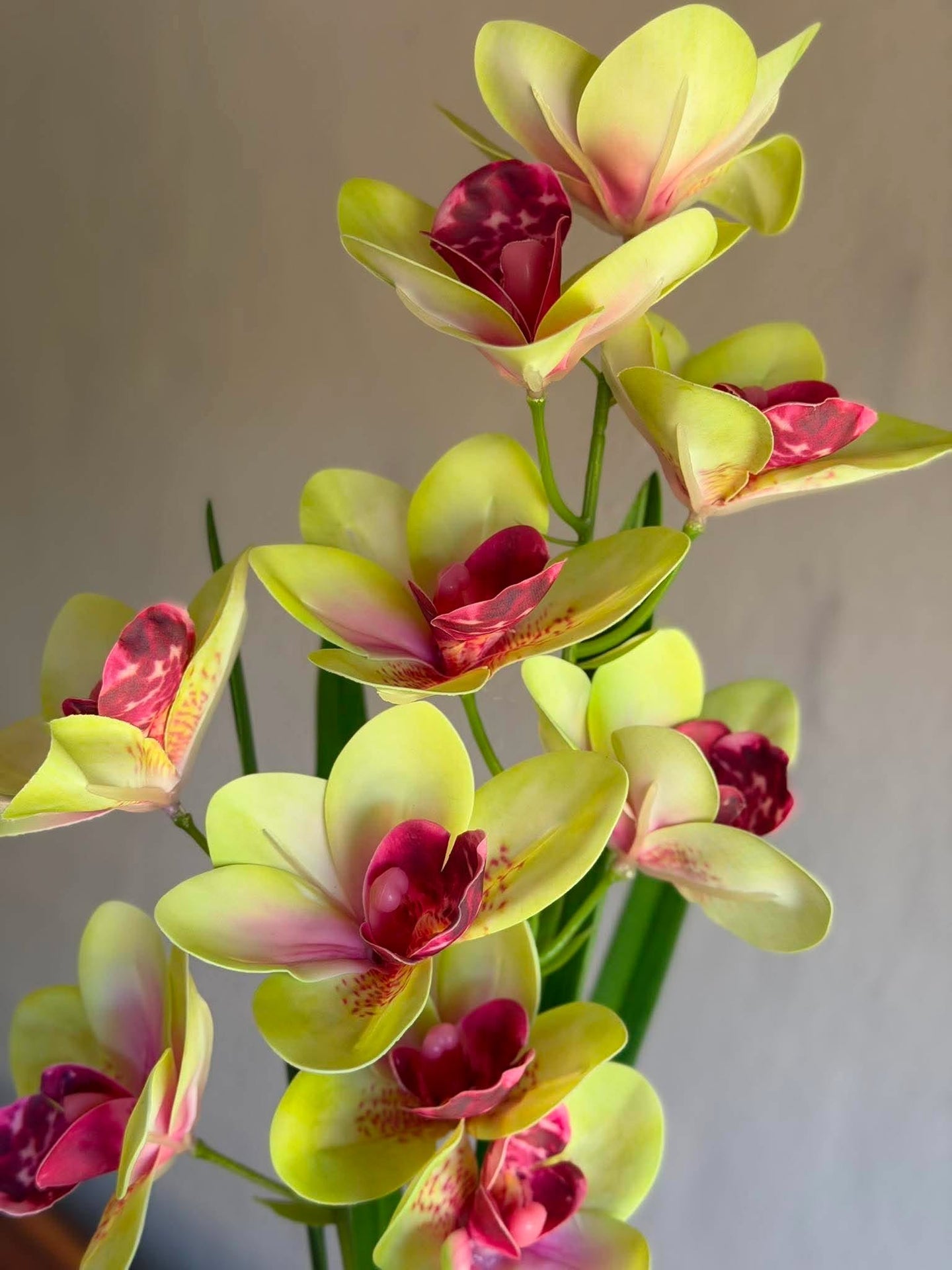 Orchideenstiel - 43 cm Rosa / Gelb