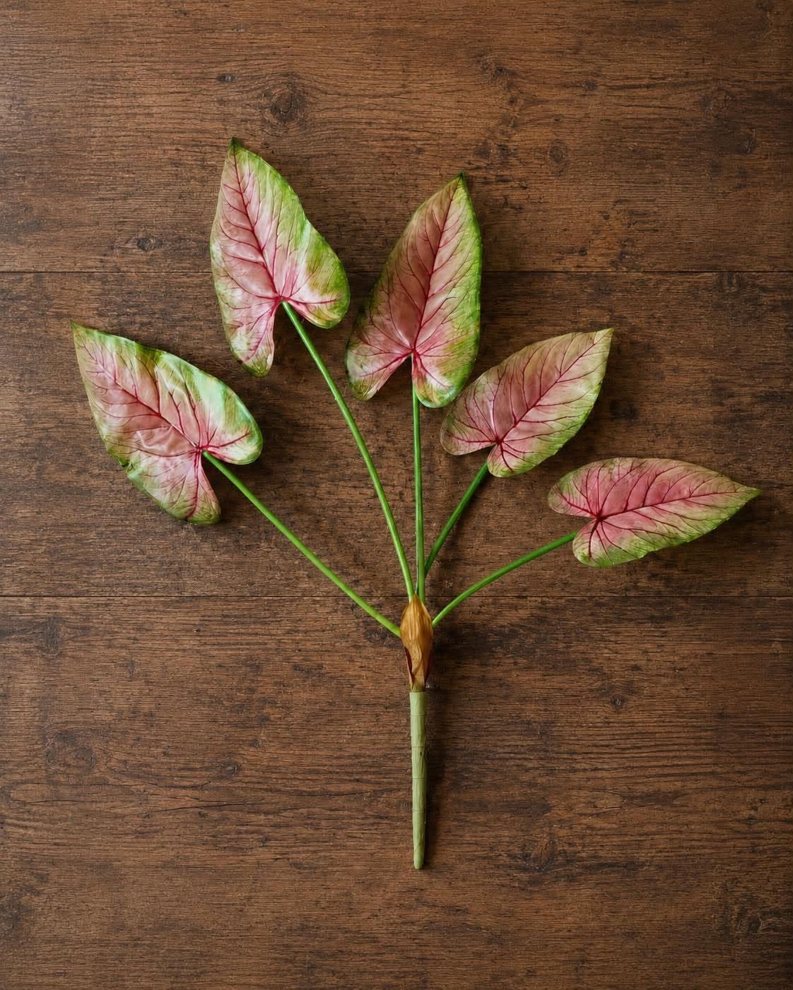Caladium-Pflanze 66 cm Rosa