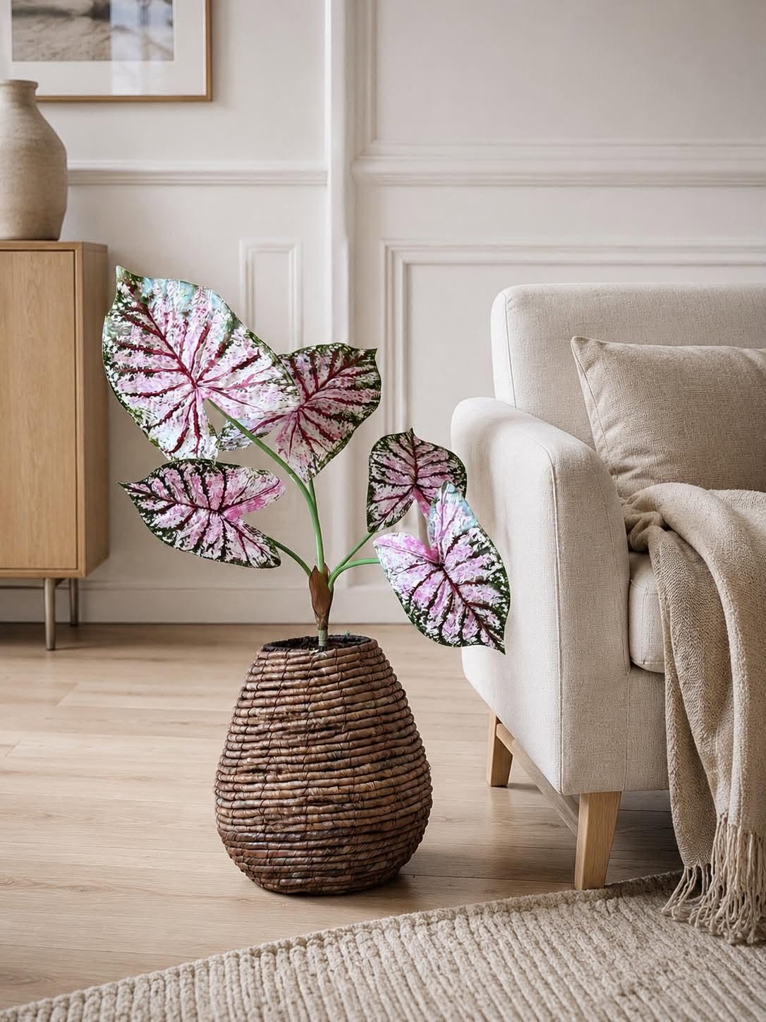Pflanze Caladium H:67 cm Rosa/Grün