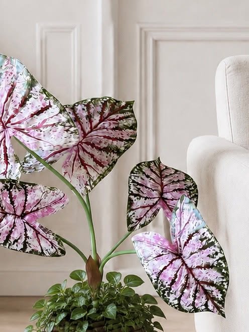 Pflanze Caladium H:67 cm Rosa/Grün