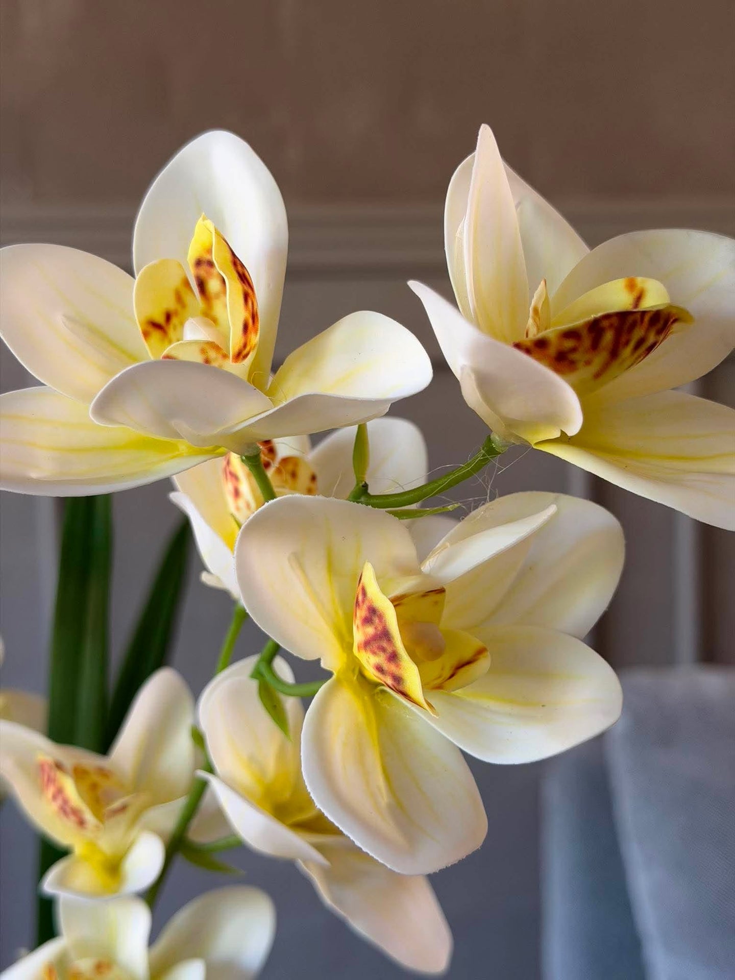 Orchideenstiel - Weiß / Gelb