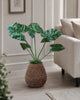 Pflanze Alocasia Big H:79 cm Grün